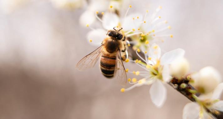 Hogyan készül a méhek otthona