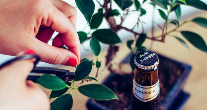 Így neveld a bonsaiodat – 5 tipp, hogy sokáig pompázzon a fácskánk