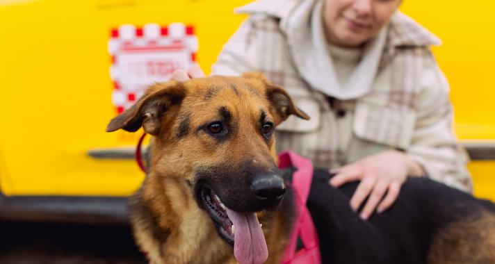 Újra segít a menhelyi kutyáknak a Főtaxi